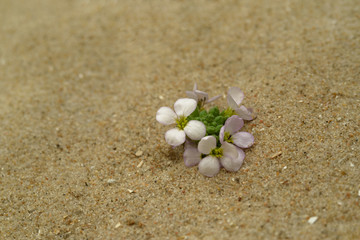 white flowers on the sand