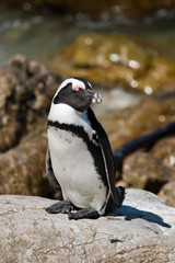 Naklejka premium pingüino africano 