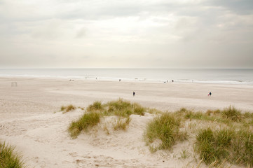 North Sea beach in Denmark. Dune grass.