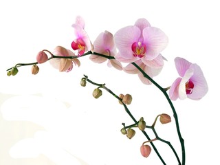 orchid