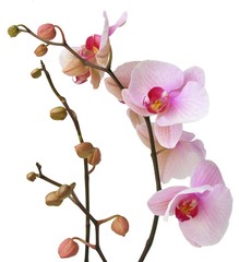 orchid pink