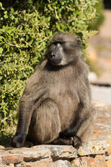 babuino 