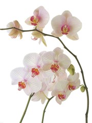 orchid