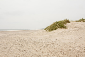 North Sea beach in Denmark. Dune grass.