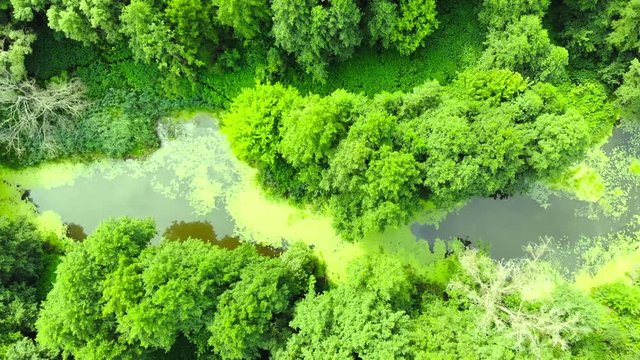 Aerial of a wild river. Beautiful wildlife. 