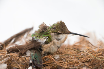 colibri  © Natureeye91