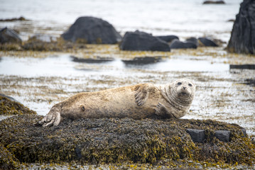 Fototapeta premium Seal on the coast