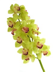 Orchid green storczyk - obrazy, fototapety, plakaty