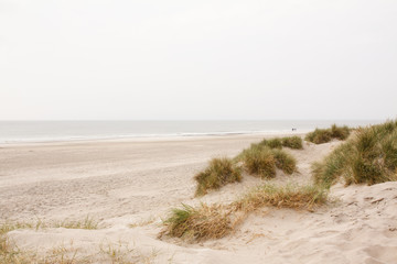 Obraz premium North Sea beach in Denmark. Dune grass.