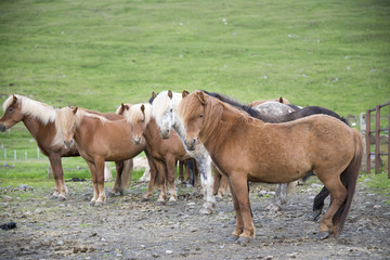 Naklejka na ściany i meble Beautiful Icelandic horses