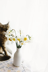 beautiful yellow daffodils and funny cute kitten smelling on background of white morning light from window.
