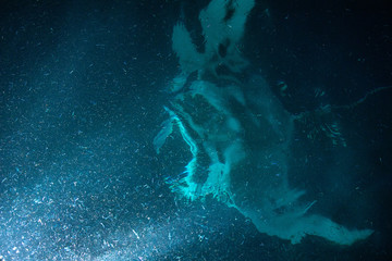 Obraz premium Manta eating krill plancton at night