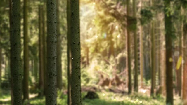 Statischer Film &uuml;ber den Wald im Sauerland. Der Original Ton enth&auml;lt Vogel Zwitschern. Entspannte Atmosph&auml;re.
