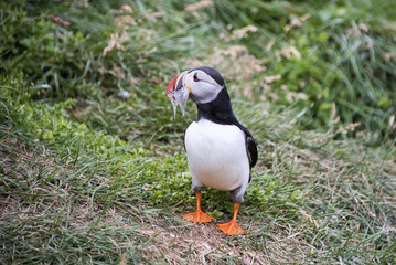 puffin with food in its beak