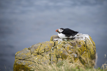 Puffin resting on a rock