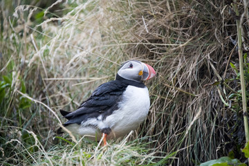 Puffin up close