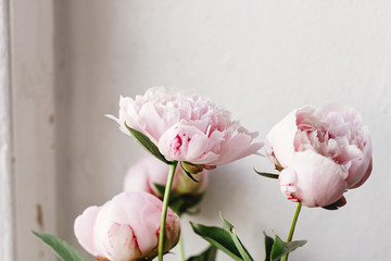 lovely peony pink and white flowers on background of wall,  sweet home, rustic