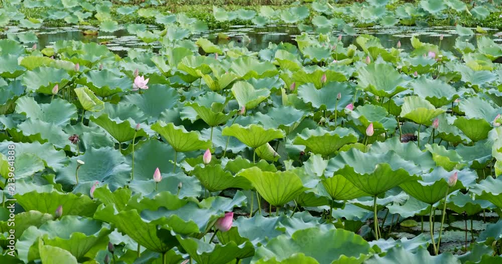 Sticker beautiful lotus lake pond