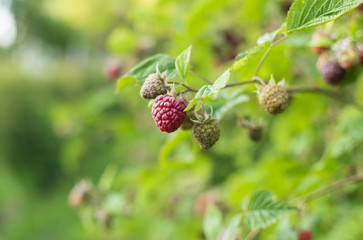 Branch of ripe raspberry in garden