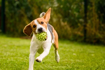 Papier Peint photo Chien Beagle chien animal de compagnie courir et s& 39 amuser en plein air. Chien je jardin en été journée ensoleillée avec ballon s& 39 amusant
