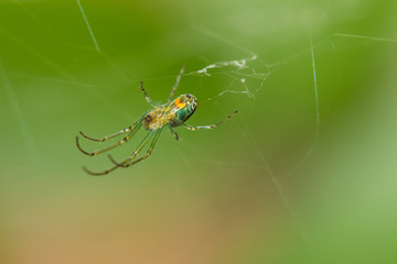 araña