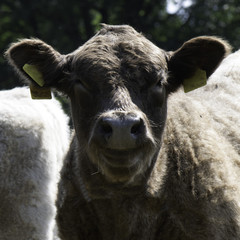 laughing cow on meadow