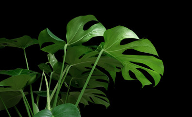 Green tropical leaves Monstera ornamental plant jungle evergreen vine on black background