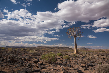 Quiver Tree and Clouds