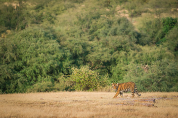 Naklejka na ściany i meble Prey and the predator, Tigress with her hard earned trophy at Ranthmbore National Park