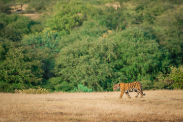 A bold tiger cub roaming around in his mother territory at Ranthambore National Park