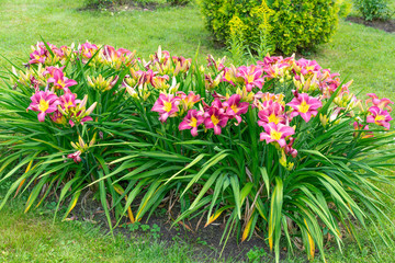 Pretty purple and yellow lilies in a field in the summertime