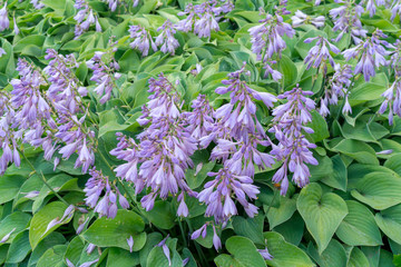 hosts flowers in the garden. natural background