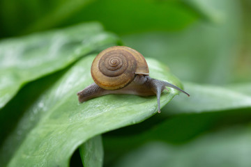 Snail crawling on green leaf after rain