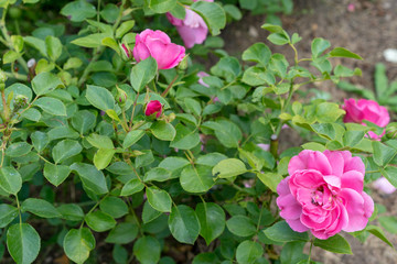 Beautiful pink climbing roses in spring in the garden