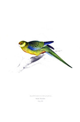 Illustration of bird