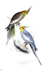 Fototapeta premium Illustration of bird