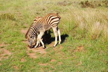 Fototapeta premium South African Wildlife- baby zebra, zebra colt or filly, circa 2012