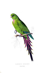 Obraz premium Illustration of bird