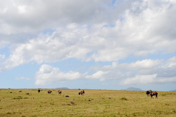 South African Wildlife- wildebeest running towards the horizon, circa 2012