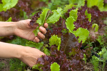 Naklejka na ściany i meble hands picking lettuce in the garden
