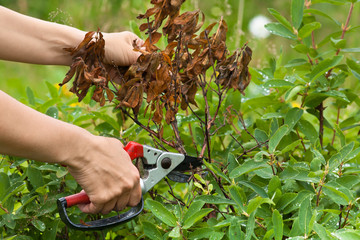 hands with secateurs pruning honeysuckle