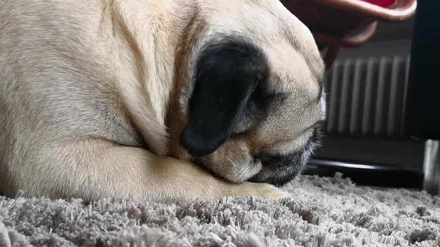 Mops kaut Kauknochen