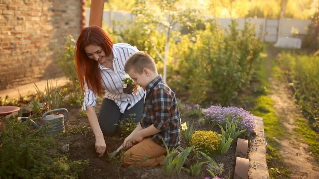 Mom and her son plant flowers on a flower bed