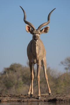 Kudu Bull Male