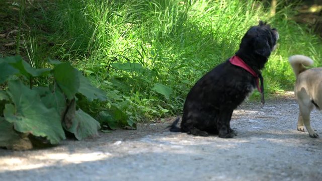 Mops frisst Gras