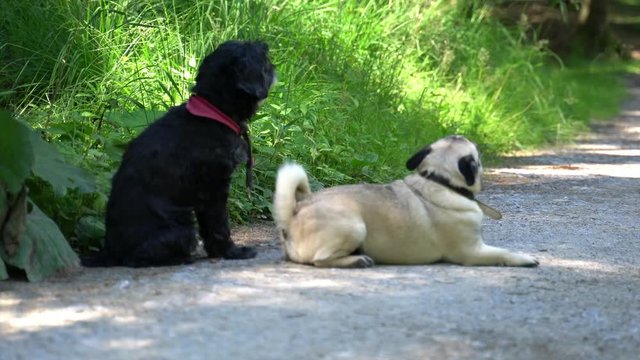 Mops macht Rolle Zeitlupe
