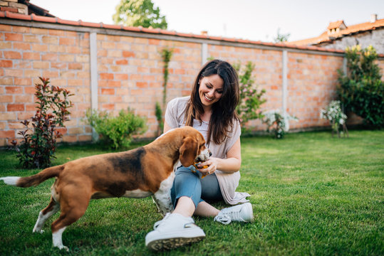 Dog Eating Delicious Food Given To Him By Beautiful Young Woman Outdoors.