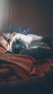 Kitty smile