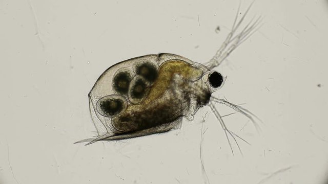crustaceans Daphnia hatching eggs, under a microscope
