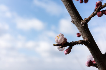 Aprikosenblüte